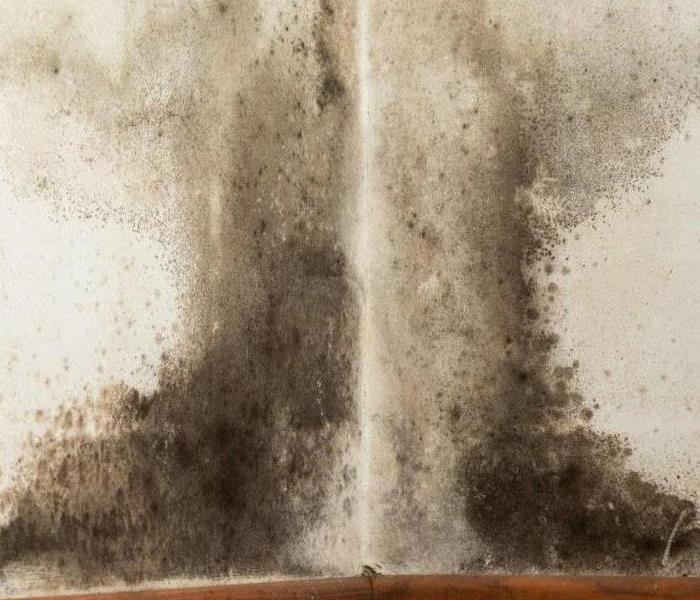 mold growing on drywall
