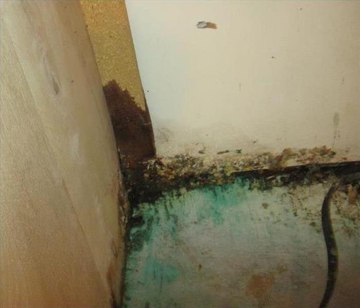 Water Damage Caused Mold in someone's home!