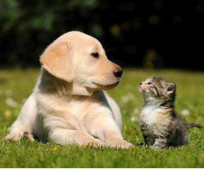 yellow lab puppy and a tabby cat kitten